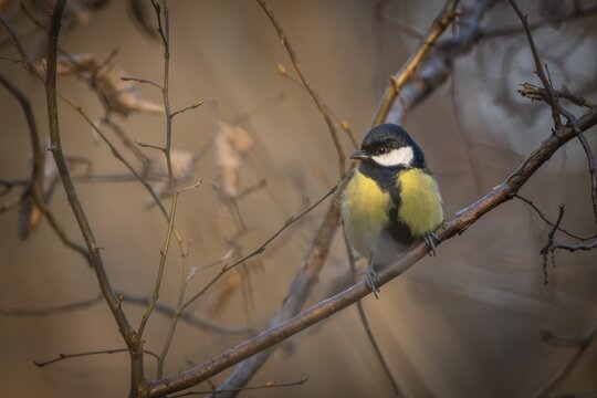 Great tit (Parus major) sitting on a branch in the forest in the evening light, Baden-W&uuml;rttemberg, Germany