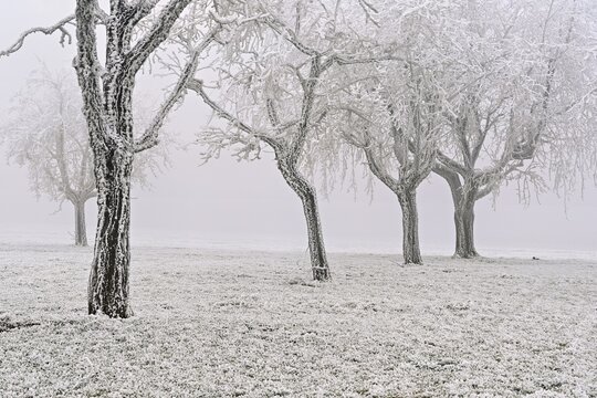 Row of trees with hoarfrost, Lindenberg, Freiamt, Canton of Aargau, Switzerland