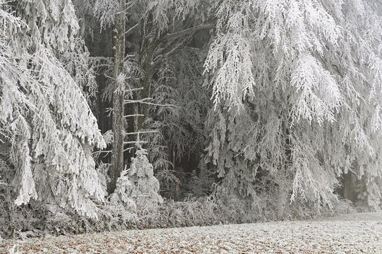 Wald im Raureif, Schlatt, Lindenberg, Freiamt, Canton of Aargau, Switzerland