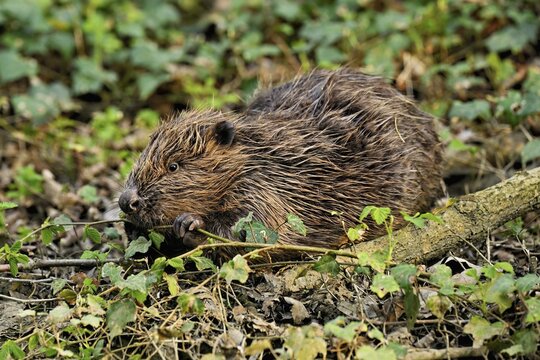 Eurasian beaver, European beaver (Castor fibre), eating leaves on the bank of a stream, Canton Zug, Switzerland