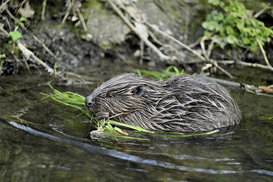 Eurasian beaver, European beaver (Castor fibre), eating grass on the bank of a stream, Canton Zug, Switzerland