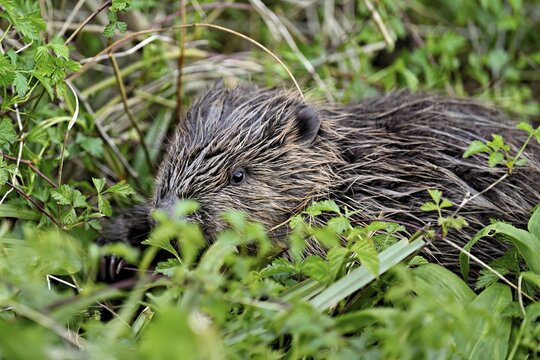 Eurasian beaver, European beaver (Castor fibre), sitting on the bank of a stream, Canton Zug, Switzerland