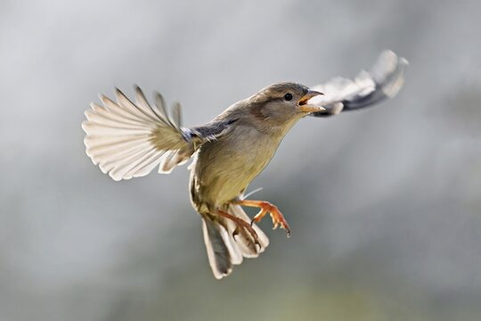 House Sparrow (Passer domesticus), in flight, Meienberg, Canton Aargau, Switzerlandtefan Huwiler