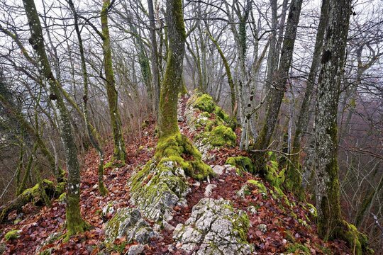 Moss-covered trees surrounded by distinctive limestone formation, L&auml;gerngrat, Baden, Canton Aargau, Switzerland