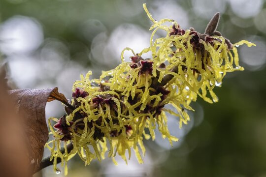 Witch hazel (Hamamelis mollis Pallida), Emsland, Lower Saxony, Germany