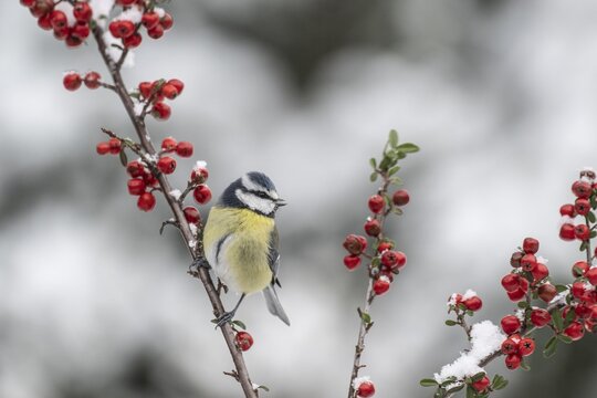 Blue tit (Parus caerulea), Emsland, Lower Saxony, Germany