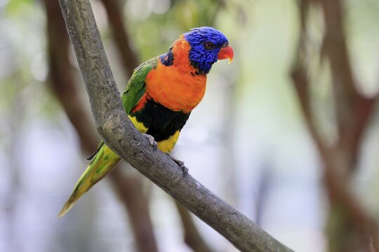 Red-naped Lorikeet (Trichoglossus rubritorquis), Darwin All-coloured Lorikeet, adult, on tree, alert, Australia