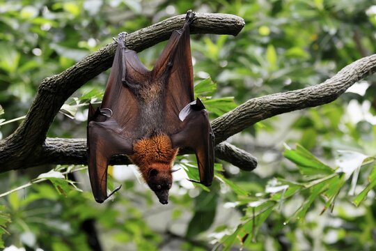 Kalong flying fox (Pteropus vampyrus), adult, in sleeping tree, during the day, alert, Singapore, Southeast Asia