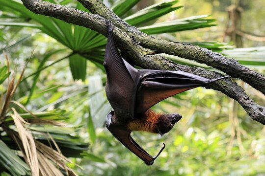 Kalong flying fox (Pteropus vampyrus), adult, climbing, in sleeping tree, during the day, Singapore, Southeast Asia