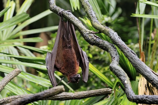 Kalong flying fox (Pteropus vampyrus), adult, resting, in sleeping tree, during the day, Singapore, Southeast Asia