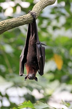 Kalong flying fox (Pteropus vampyrus), adult, resting, in sleeping tree, during the day, Singapore, Southeast Asia