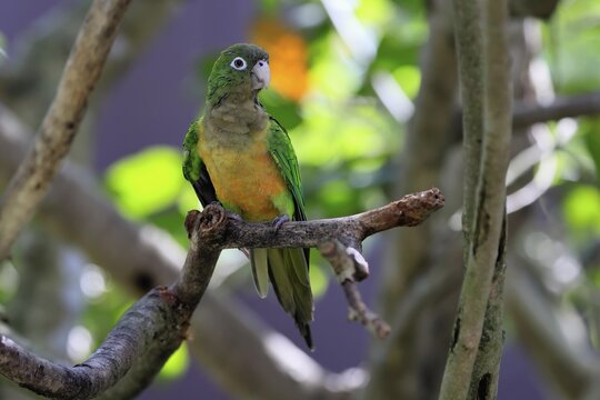 Cactus parakeet (Eupsittula cactorum), adult, on tree, alert, Brazil, South America
