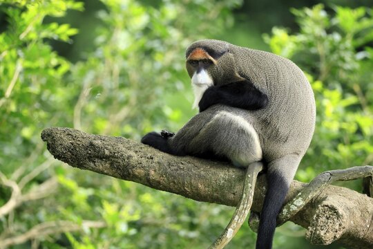 Brazzamere cat (Cercopithecus neglectus), adult, sitting, on tree, alert, Central Africa