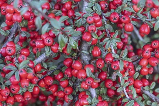 Fan-shaped cotoneaster (Cotoneaster horizontalis), Emsland, Lower Saxony, Germany