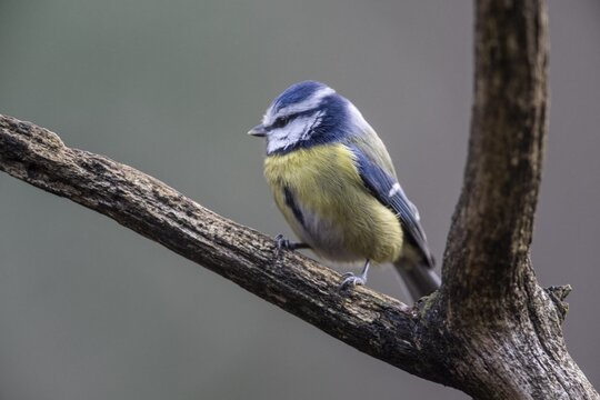 Blue tit (Parus caerulea), Emsland, Lower Saxony, Germany