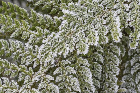 Fern (Polystichum setiferum) with hoarfrost, Emsland, Lower Saxony, Germany