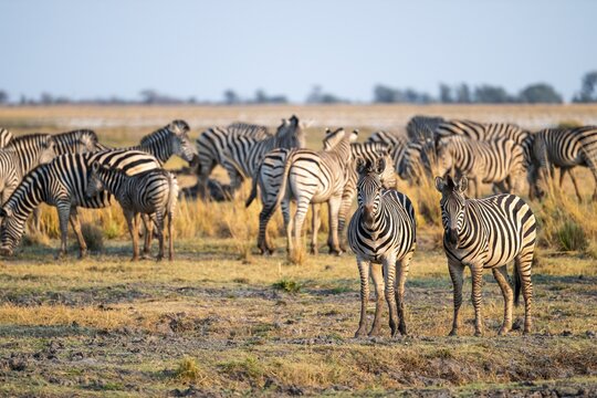 Herd of Steppe Zebras (Equus quagga), Ambient Light, Ihaha, Chobe National Park National Park, Botswan
