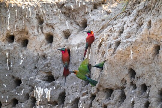 Breeding caves on the banks of the Kwando, Southern carmine bee-eater (Merops nubicoides), bee-eaters breeding, Kwando River, Zambezi region, Caprivi Strip, Namibia