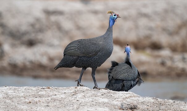 Helmet guinea fowl (Numida meleagris), swarm at the waterhole, Nxai Pan National Park, Botswana
