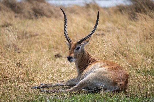 Letschwe or litchi bog antelope (Kobus leche), adult male, in tall dry grass, Okavango Delta, Moremi Game Reserve, Botswana