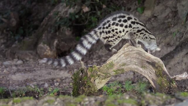 A wild Genet (Genetta genetta) search food an looking for prey, hunting, moves in a natural forest environment habitat, showing agility, balance, and natural behavior of a nocturnal predator.
