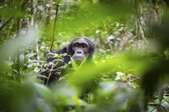 Chimpanzee (Pan Troglodytes), male looking thoughtfully, on the ground, mood, green jungle in Kibale National Park, Uganda