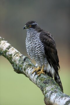 Eurasian sparrowhawk (Accipiter nisus), adult, female, on tree, alert, in autumn, &Scaron;umava, Czech Republic