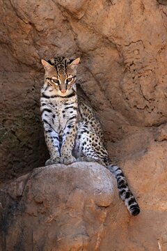 Ocelot (Leopardus pardalis), adult, sitting, at the den, alert, Sonora Desert, Arizona, North America, USA