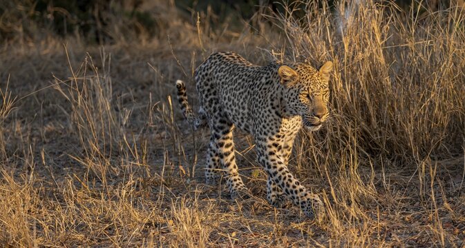 Leopard (Panthera pardus) running through dry grass, adult, in the evening light, Kruger National Park, South Africa