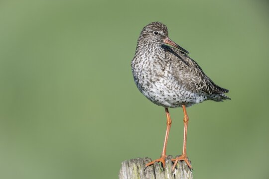 Common redshank (Tringa totanus), standing on a pole, Lower Saxony, Germany