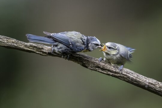 Blue tits (Parus caerulea), adult bird feeding young, Emsland, Lower Saxony, Germany