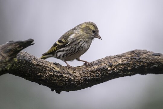 Eurasian siskin (Carduelis spinus), Emsland, Lower Saxony, Germany