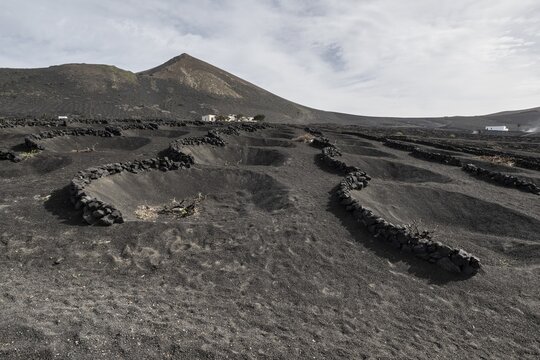 Wine growing in volcanic ash pits protected by dry stone walls, Yaiza, Lanzarote, Canary Islands, Spain