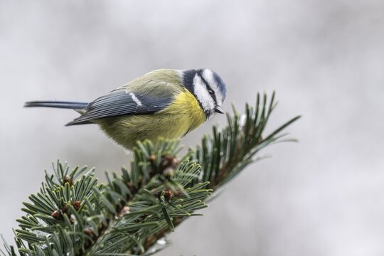 Blue Tit (Parus caerulea), Emsland, Lower Saxony, Germany