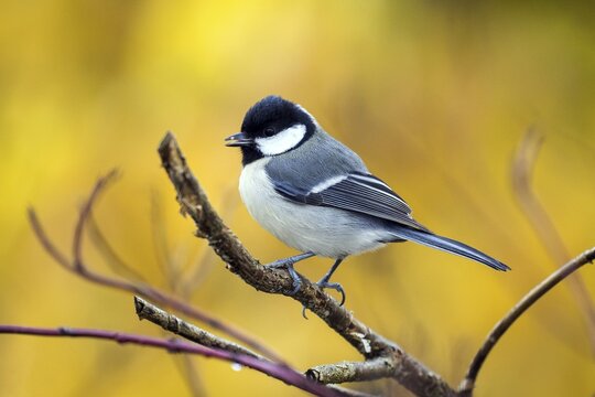 Great tit (Parus major), sitting on a branch, Baden-W&uuml;rttemberg, Germany