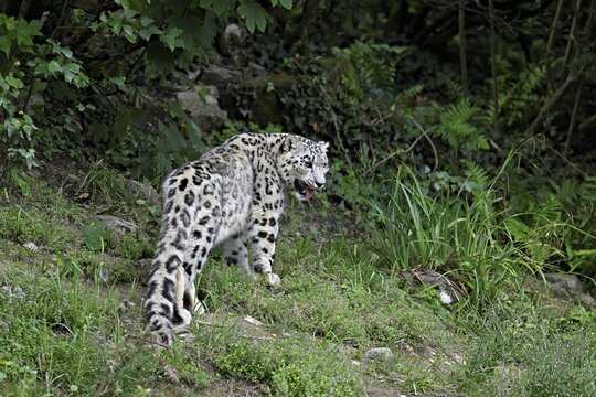 Snow leopard (Uncia uncia), captive, Switzerland