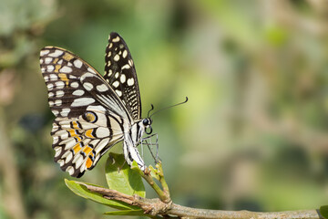 Obraz premium A beautiful common lime butterfly (Papilio demoleus) is laying eggs under the green leaf, a rare close up side view in blurred green background with beautiful pattern, West Bengal, India