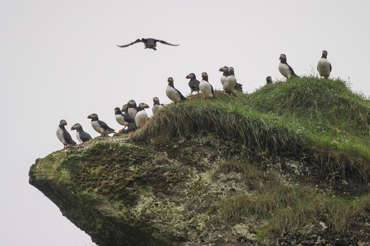 Puffin (Fratercula arctica) sitting on a grassy rock, Heimaey Island, Westman Islands, Vestmannaeyjar, Su&eth;urland or South Iceland, Iceland