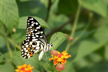 Obraz premium A beautiful common lime butterfly (Papilio demoleus) is seated on the flower, a close-up side view of colourful wings in a blurred green background, West Bengal, India