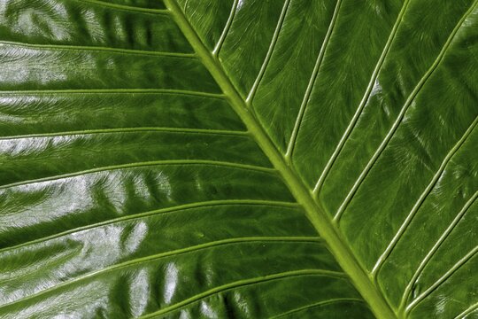 Leaf of the giant elephant ear, also known as giant taro (Alocasia macrorrhizos), close-up, Madeira, Portugal