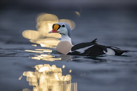 King eider (Somateria spectabilis), male, reflections of lights in the harbour, snowfall, Batsfjord, B&aring;tsfjord, Varanger Peninsula, Finnmark, Northern Norway, Norway