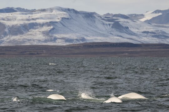 Group of belugas, beluga whales (Delphinapterus leucas), Kapp Wijk, Spitsbergen, Svalbard, Norway