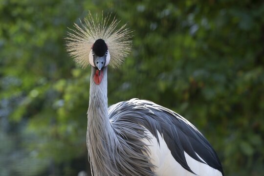 Black crowned crane (Balearica pavonina), captive, Germany