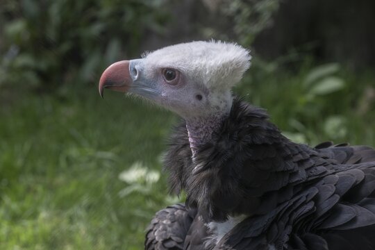 Woolly-headed Vulture (Trigonoceps occidentalis), captive, Germany