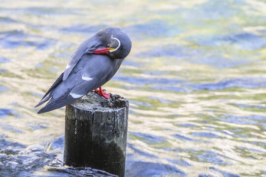 Inca tern (Larosterna inka), captive, Germany