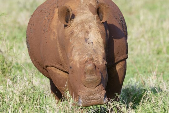 White rhinoceros, white rhino or square-lipped rhinoceros (Ceratotherium simum) covered with red soil, Kwazulu Natal Province, South Africa
