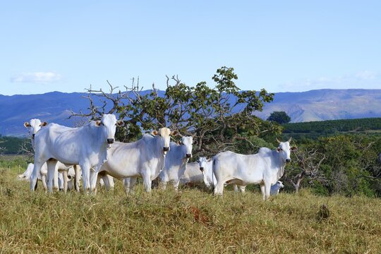 Indo-Brazil Zebu Cows in the Serra da Canastra, Sao Roque das Minas, Minas Gerais state, Brazil
