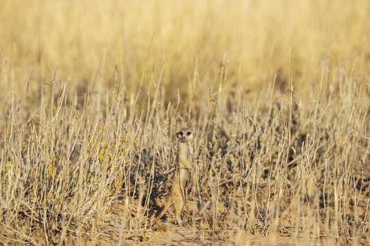 Suricate (Suricata suricatta) . Also called Meerkat. On the lookout. Kalahari Desert, Kgalagadi Transfrontier Park, South Africa