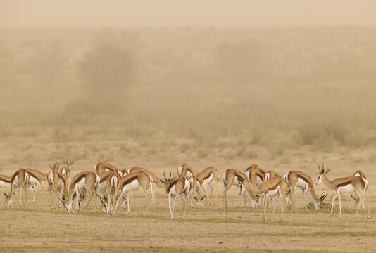 Springbok (Antidorcas marsupialis) . During a sandstorm in the dry bed of the Nossob river. Kalahari Desert, Kgalagadi Transfrontier Park, South Africa