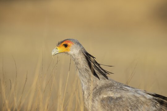 Secretary Bird (Sagittarius serpentarius) . Kalahari Desert, Kgalagadi Transfrontier Park, South Africa